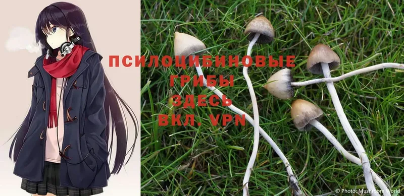 где купить наркоту  Абинск  Псилоцибиновые грибы Psilocybe 